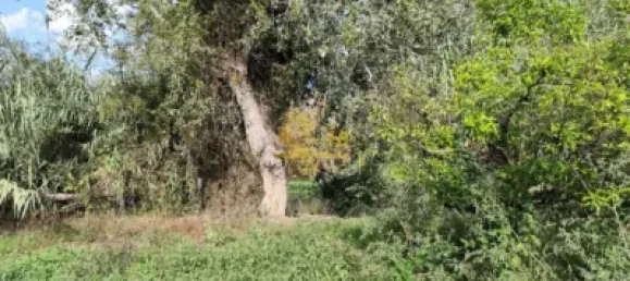 7209m² Land in Tortosa, Spain No. 164497 15