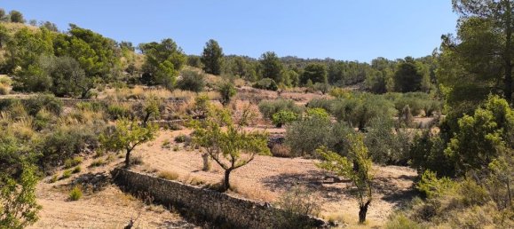 Land in Monovar, Spain No. 189106 4