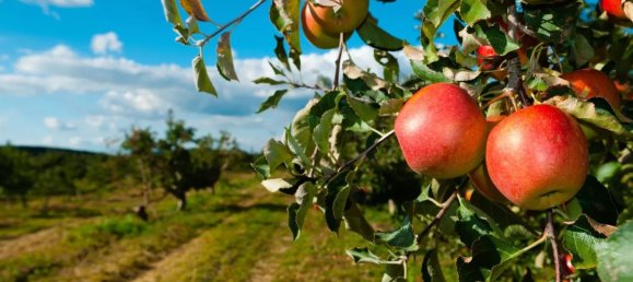 4870m² Land in Trentino-Alto Adige, Italy No. 84718 2