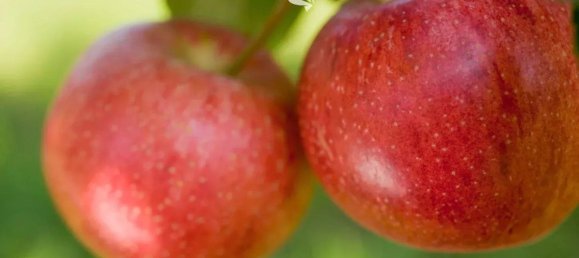 4870m² Land in Trentino-Alto Adige, Italy No. 84718 15