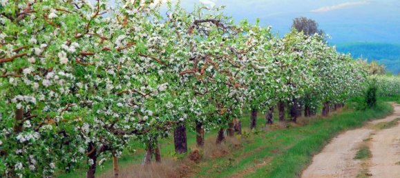 4870m² Land in Trentino-Alto Adige, Italy No. 84718 5