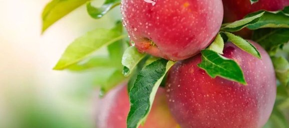 4870m² Land in Trentino-Alto Adige, Italy No. 84718 7