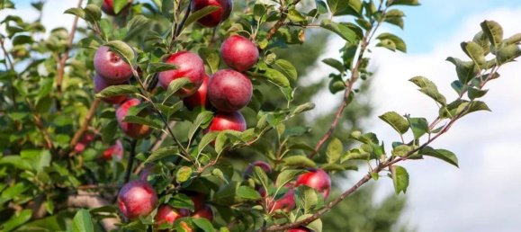 4870m² Land in Trentino-Alto Adige, Italy No. 84718 9