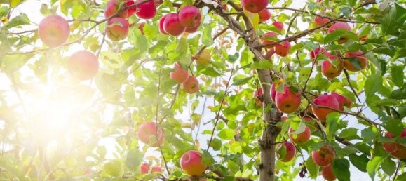 4870m² Land in Trentino-Alto Adige, Italy No. 84718 6