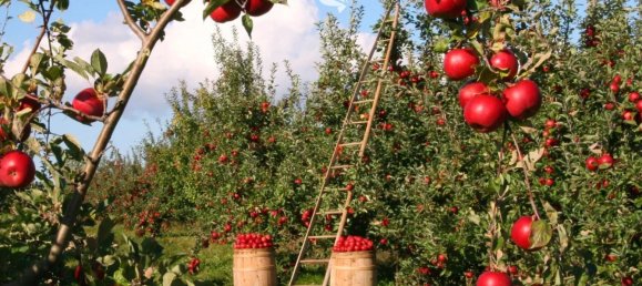 4870m² Land in Trentino-Alto Adige, Italy No. 84718 14