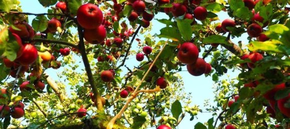 4870m² Land in Trentino-Alto Adige, Italy No. 84718 8