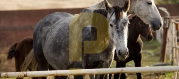 Замки и поместья с 8 спальнями в Элваш, Португалия № 103762 22