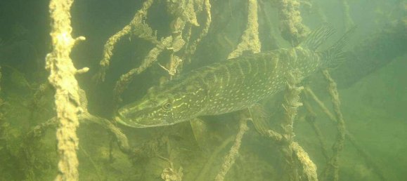 Terrain à Neusiedl am See, Austria 1120000m² No. 213775 16