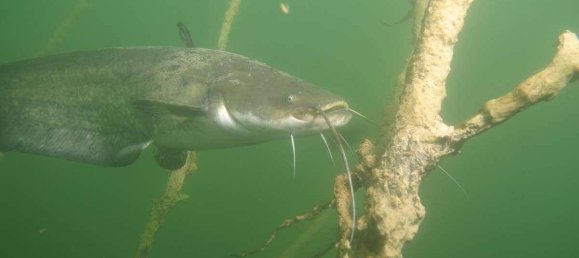 Terrain à Neusiedl am See, Austria 1120000m² No. 213775 13