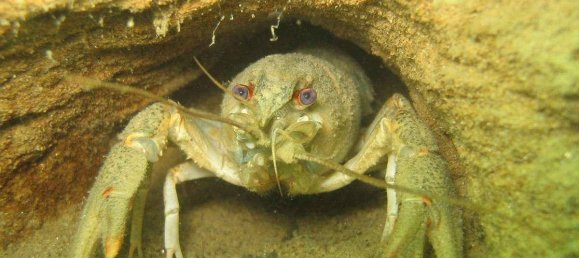 Terrain à Neusiedl am See, Austria 1120000m² No. 213775 12