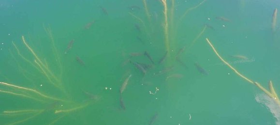 Terrain à Neusiedl am See, Austria 1120000m² No. 213775 15