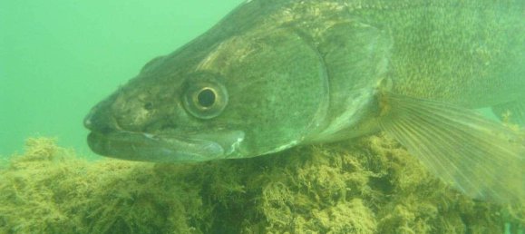 Terrain à Neusiedl am See, Austria 1120000m² No. 213775 14