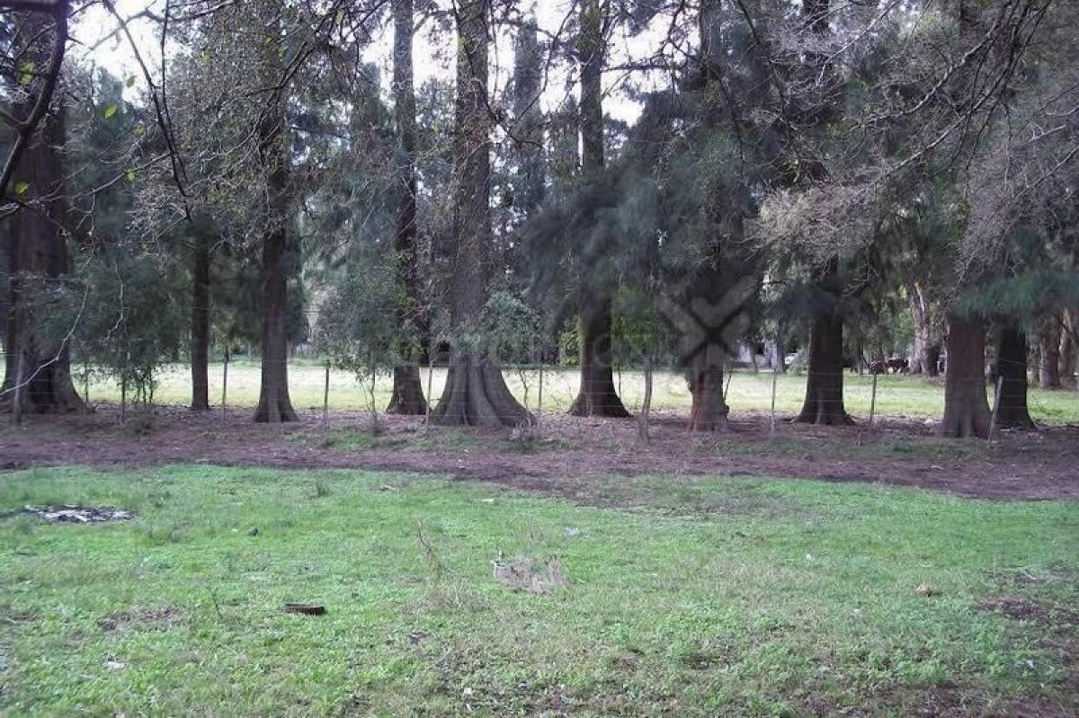 Terrain à Brandsen, Argentina No. 32634