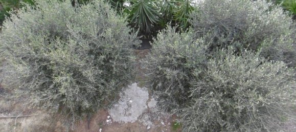 5-Zimmer Haus in Montegranaro, Italy, Nr. 173450 14