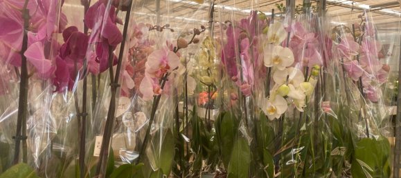 22720m² Land in Lagoa, Portugal No. 61350 34