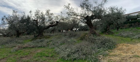  قطعة أرض في Silvi, Italy 9805متر مربع رقم 74456 15