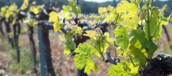 Terreno em Garriguella, Spain N.º 73549 2