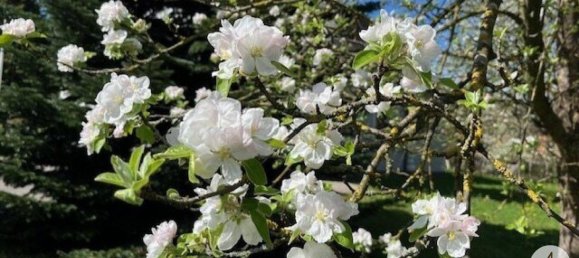  Land in Randegg, Austria No. 162773 4