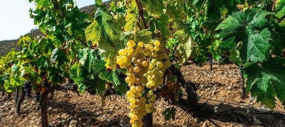 32927m² Land in Arico, Spain No. 143399 11