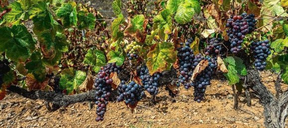 32927m² Land in Arico, Spain No. 143399 9