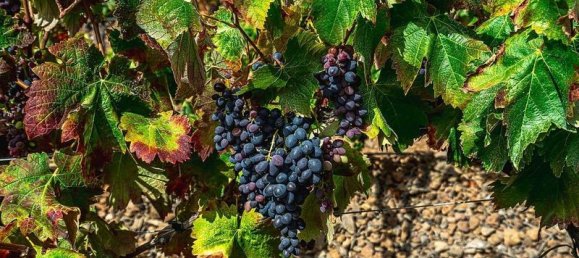 32927m² Land in Arico, Spain No. 143399 6