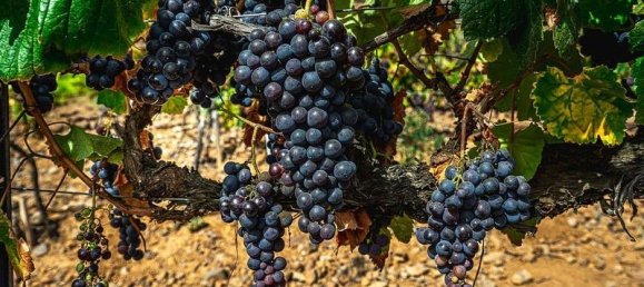 32927m² Land in Arico, Spain No. 143399 4