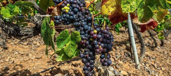 32927m² Land in Arico, Spain No. 143399 7