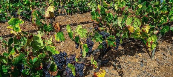 32927m² Land in Arico, Spain No. 143399 15