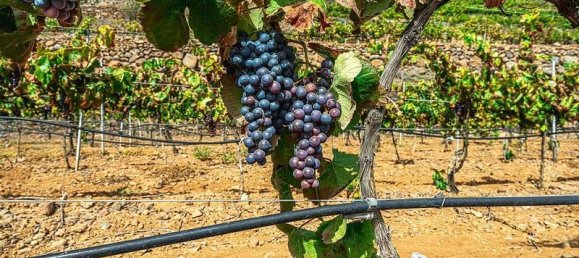 32927m² Land in Arico, Spain No. 143399 19