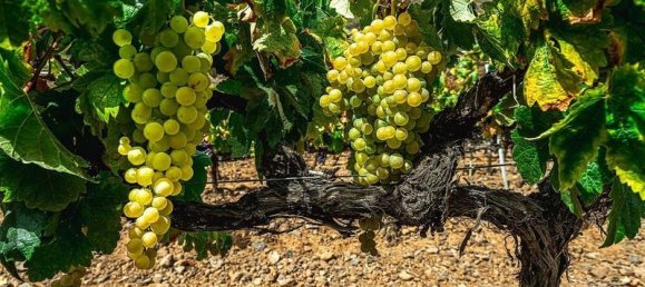 32927m² Land in Arico, Spain No. 143399 16