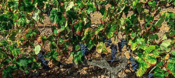 32927m² Land in Arico, Spain No. 143399 14