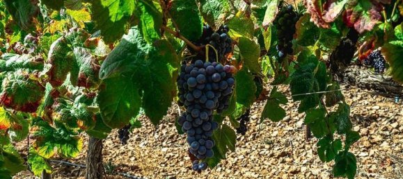 32927m² Land in Arico, Spain No. 143399 13