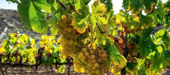 32927m² Land in Arico, Spain No. 143399 5