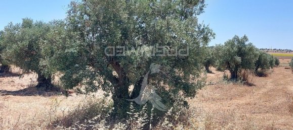 9250m² Land in Beja, Portugal No. 62724 14