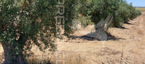 9250m² Land in Beja, Portugal No. 62724 18