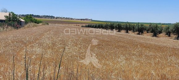 9250m² Land in Beja, Portugal No. 62724 9