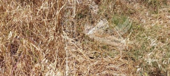 9250m² Land in Beja, Portugal No. 62724 6