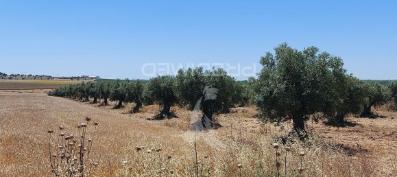 9250m² Land in Beja, Portugal No. 62724 8