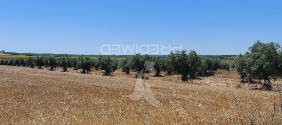 9250m² Land in Beja, Portugal No. 62724 10