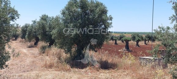 9250m² Land in Beja, Portugal No. 62724 11