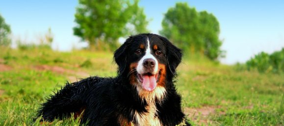 Granja de 1 dormitorio en Trier-Saarburg, Germany No. 164574 2
