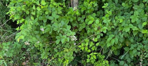 13 chambres Villa à Acqualagna, Italy No. 296892 16