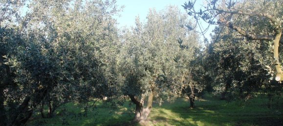 فندق في Chalkidiki, Greece 22000متر مربع رقم 7468 2