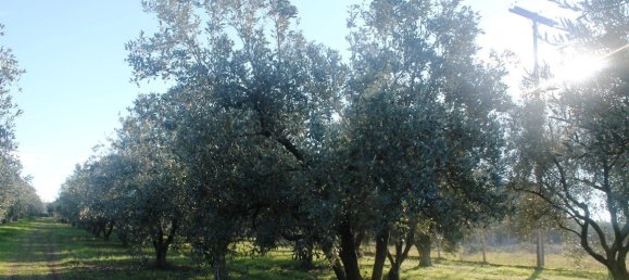 فندق في Chalkidiki, Greece 22000متر مربع رقم 7468 25