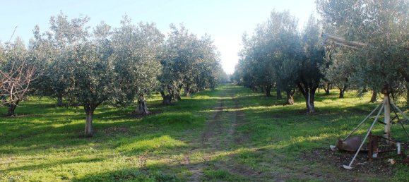 فندق في Chalkidiki, Greece 22000متر مربع رقم 7468 24