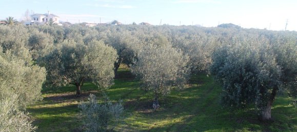 فندق في Chalkidiki, Greece 22000متر مربع رقم 7468 10