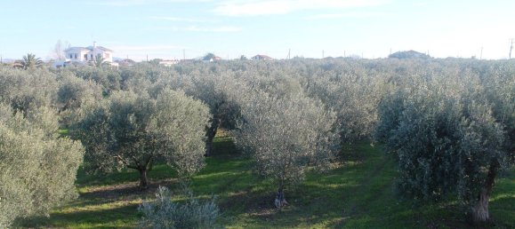 فندق في Chalkidiki, Greece 22000متر مربع رقم 7468 7