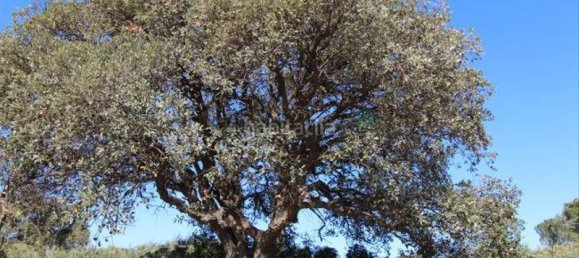 2395m² Land in Cadiz, Spain No. 18290 11