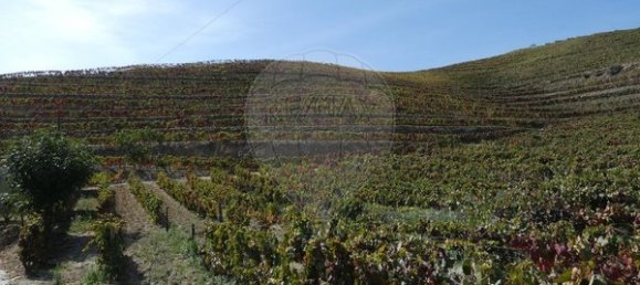 1 Schlafzimmer Haus in Valongo dos Azeites, Portugal, Nr. 49786 30