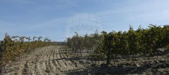 1 Schlafzimmer Haus in Valongo dos Azeites, Portugal, Nr. 49786 31